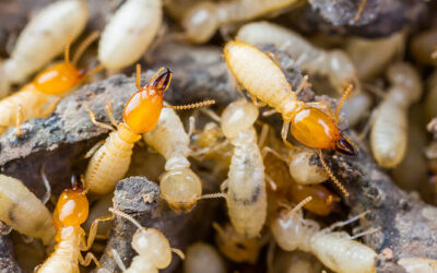 Termites in Cincinnati: Silent Destroyers You Can’t Ignore
