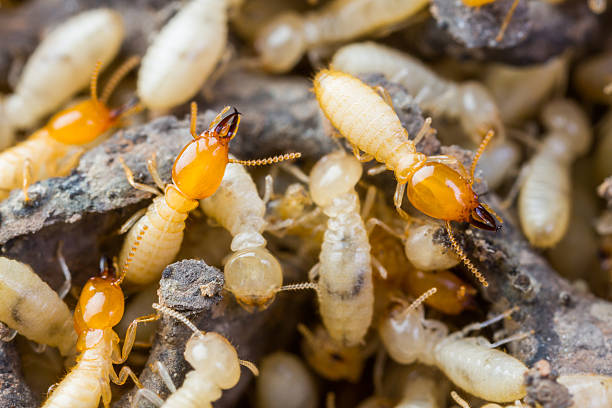 Termites in Cincinnati: Silent Destroyers You Can’t Ignore